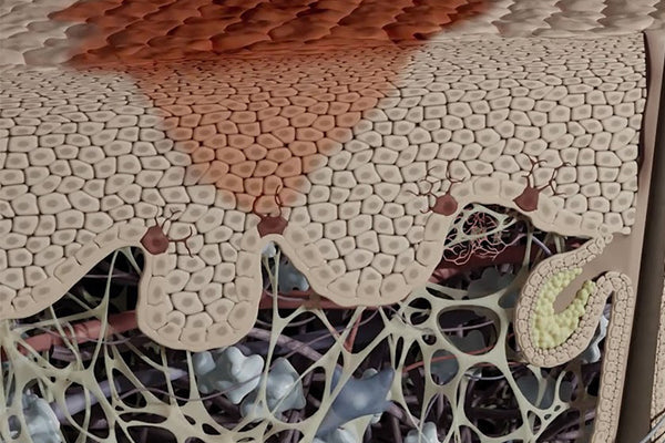 FILORGA explains how to fight against skin spots.